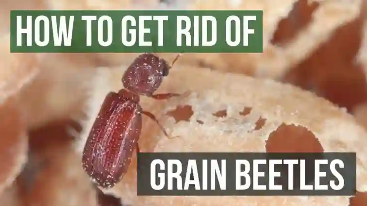 How to get rid of grain beetles