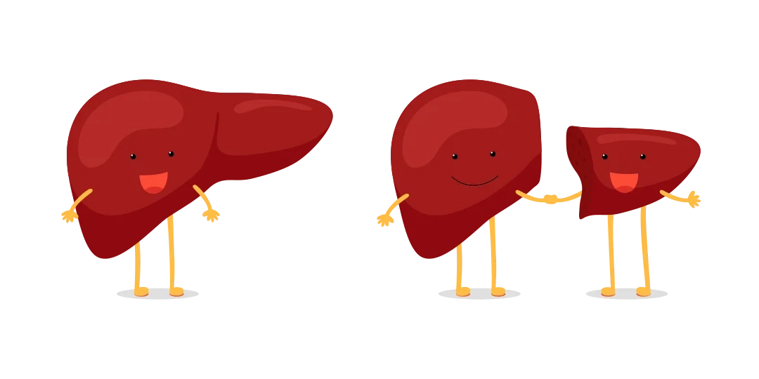 Deceased Donor Liver Transplant